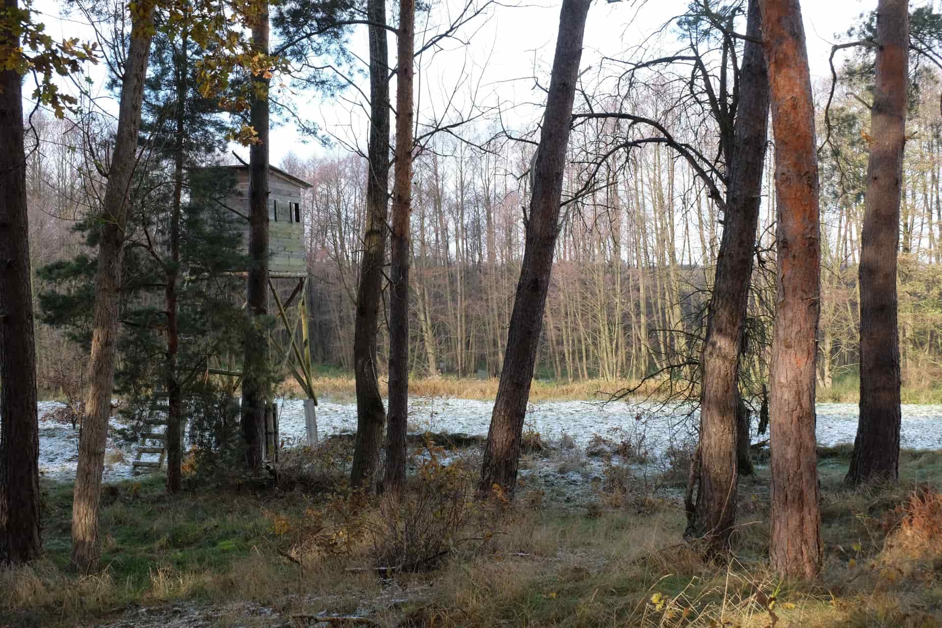 A hunting ground blind tucked into a snowy tree line at first light