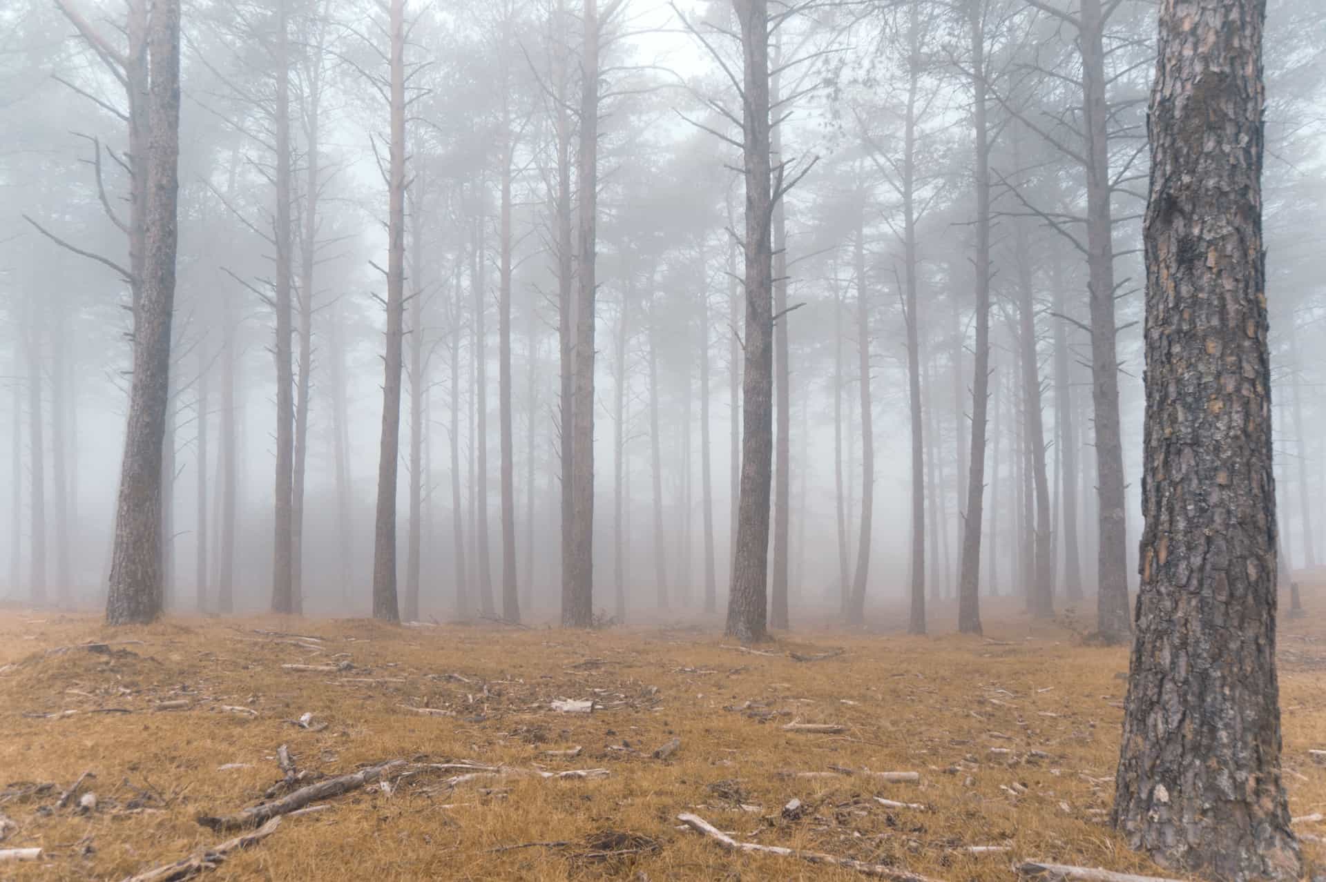 A foggy autumn forest of bare and turning trees
