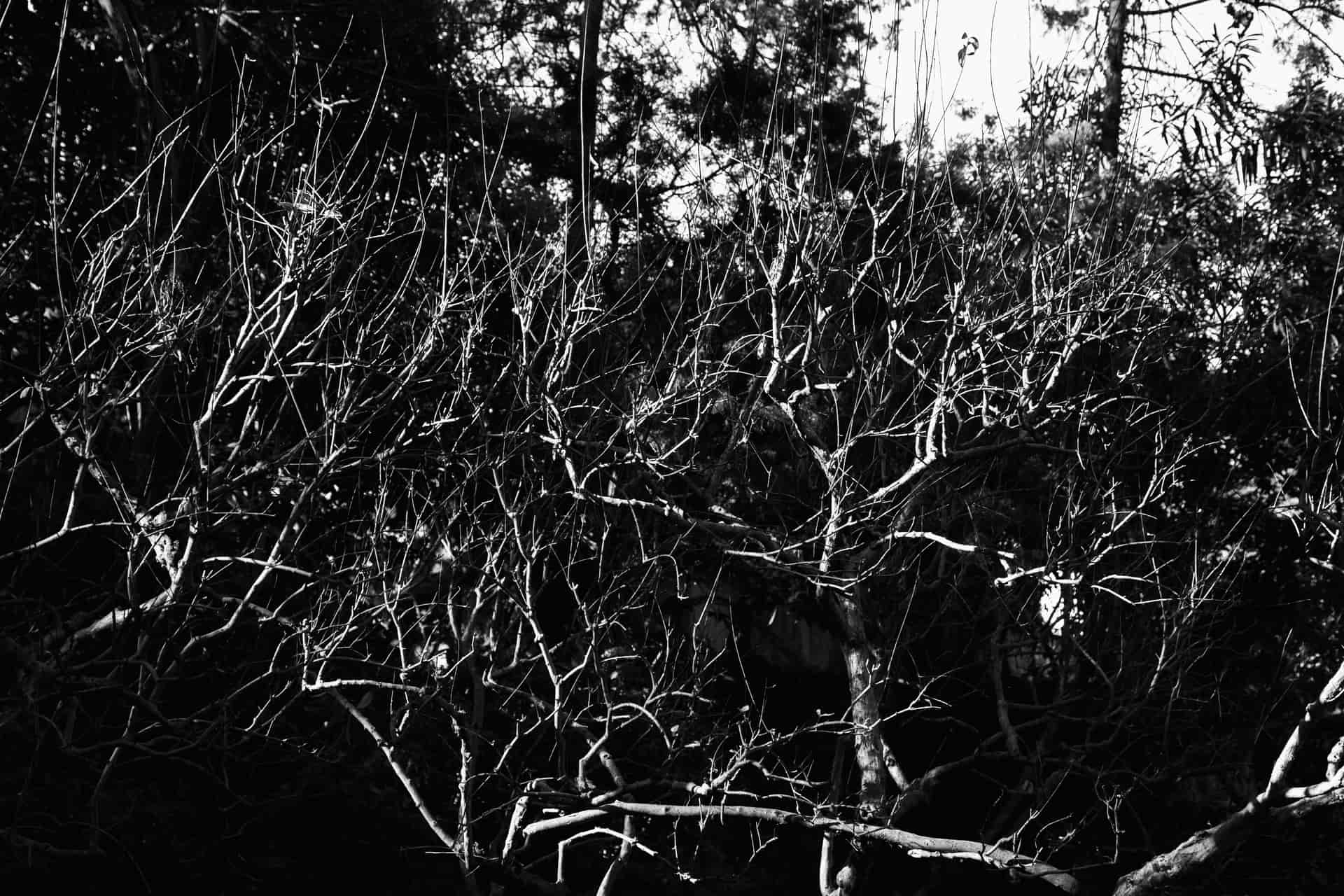 A dense tangle of branches and natural cover against the woods
