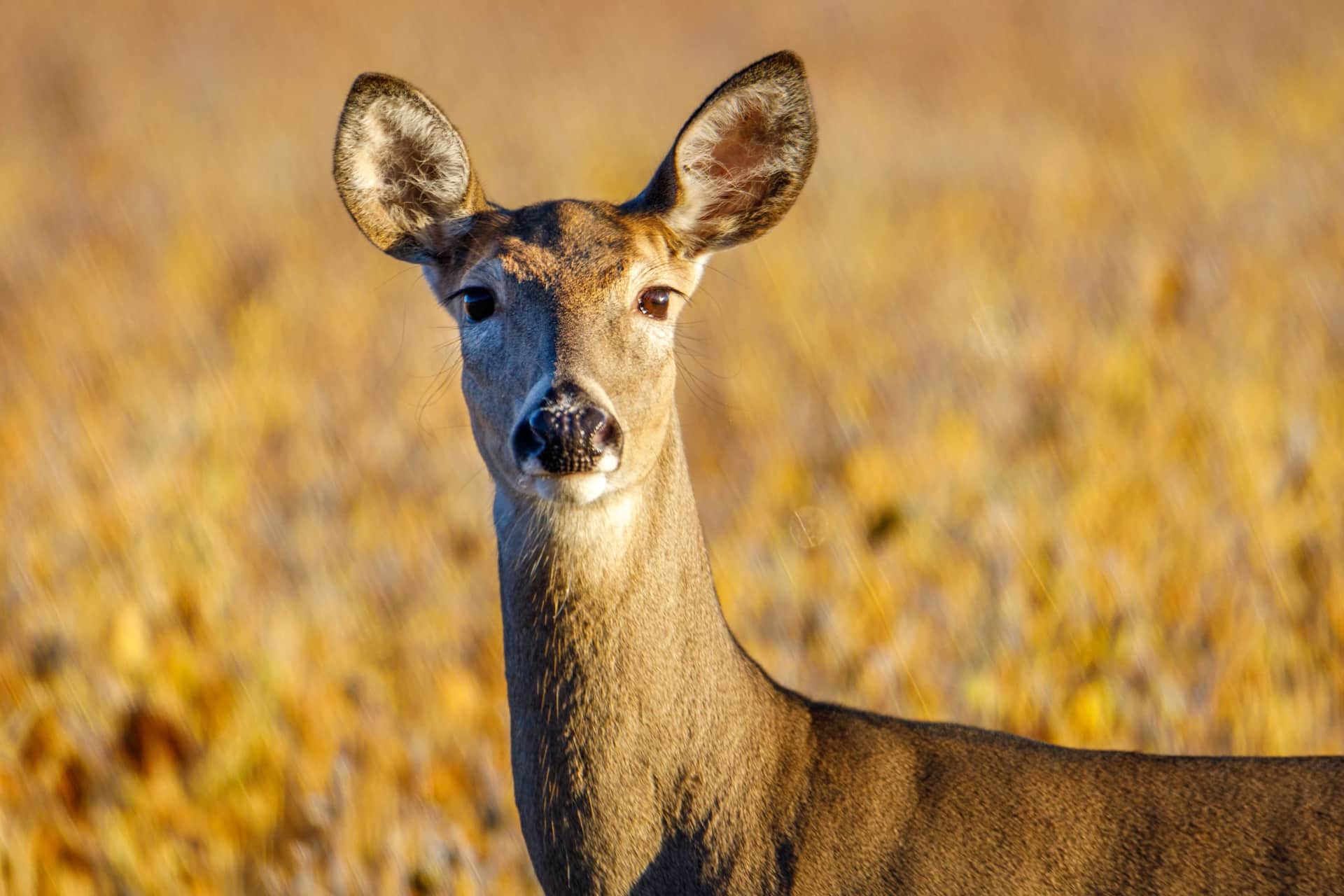 A whitetail deer standing alert in an open field