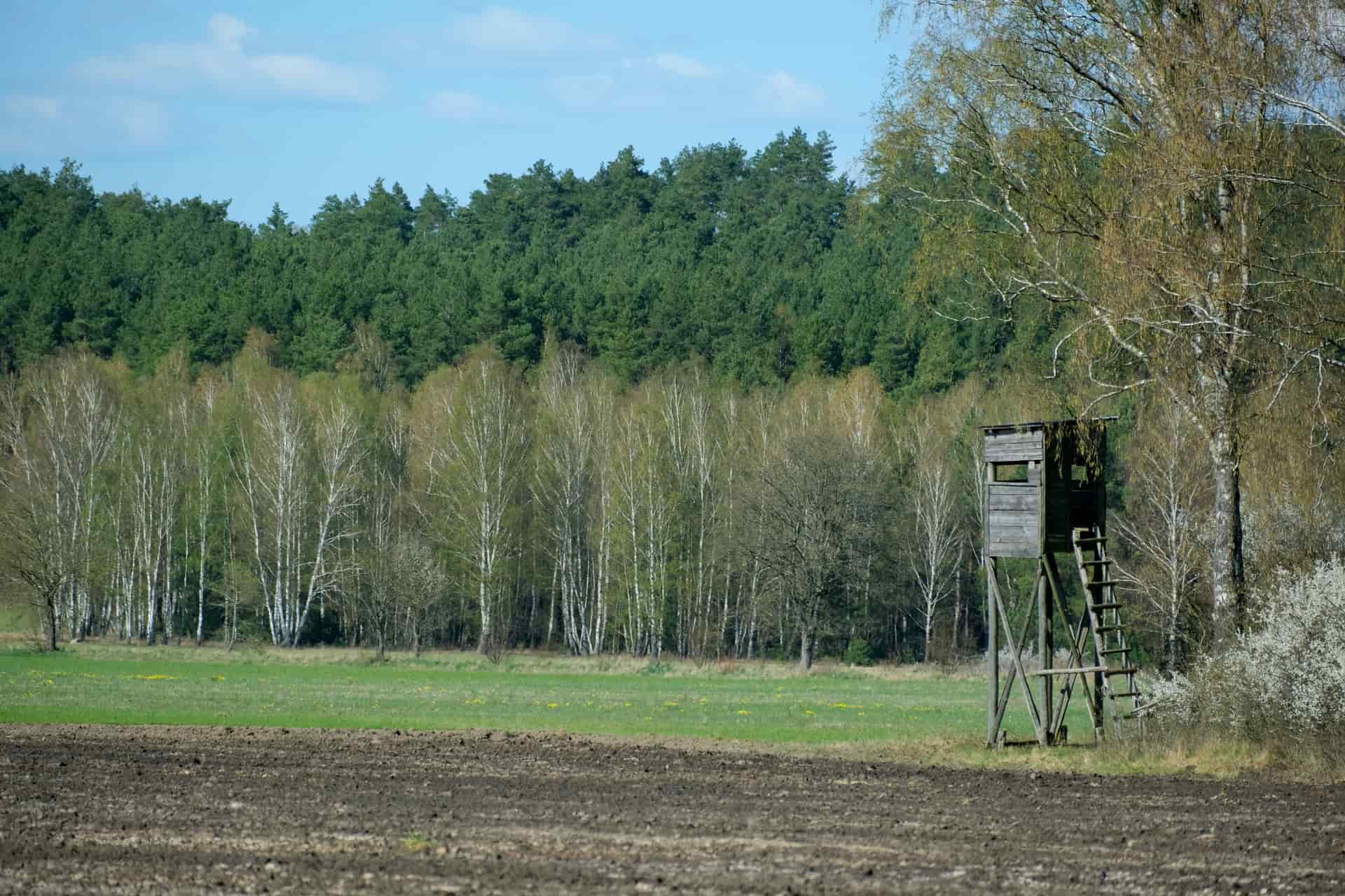 A wooden deer stand at the edge of a forest