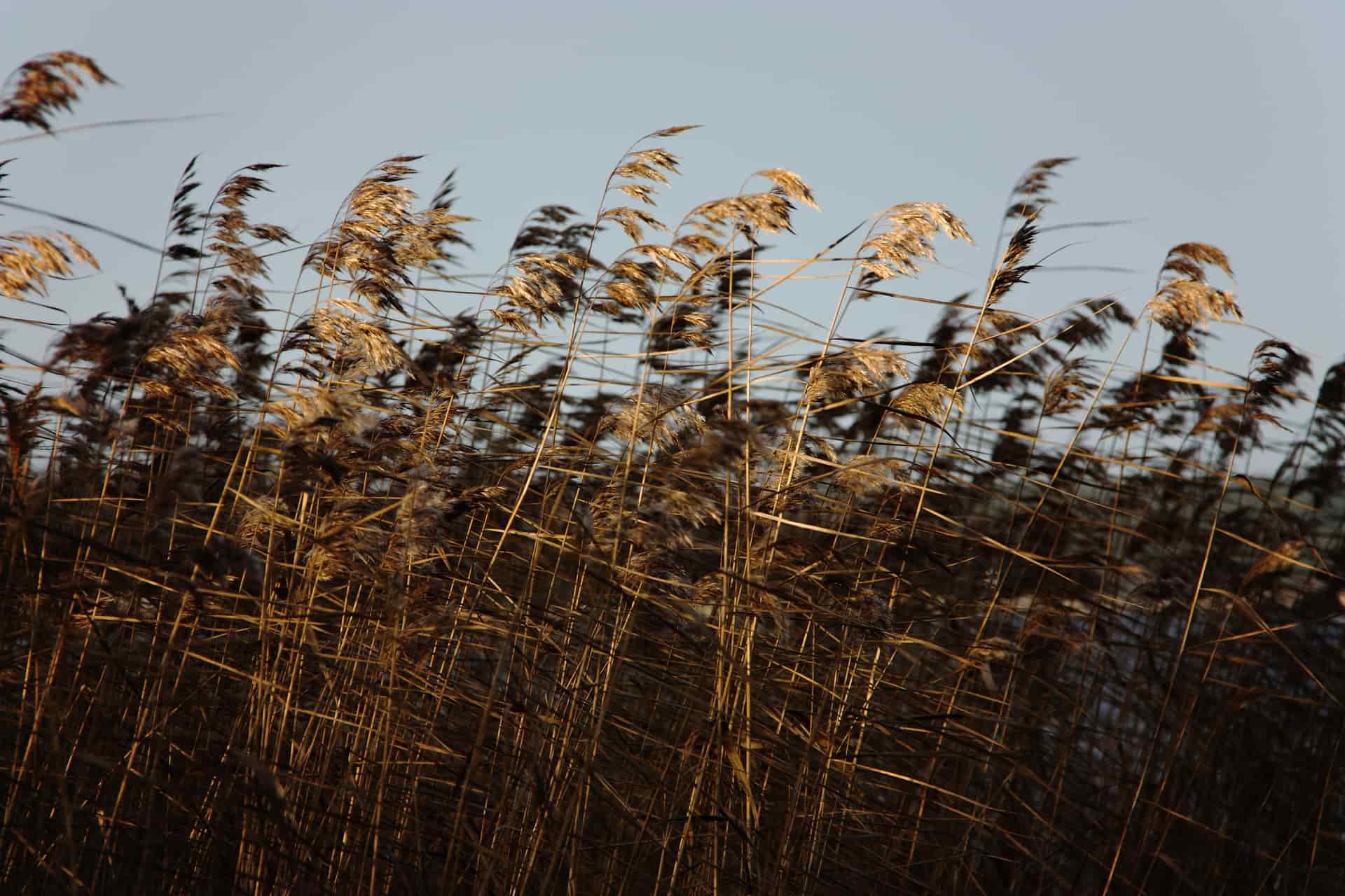 Tall brown grass bending in the wind across a field